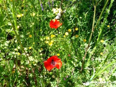 Piedra Escrita Diosa Diana; viajes con actividades; rutas y senderismo madrid;lugares para visitar e